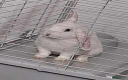 English Lop rabbits for sale: Female white english lop - Image 4