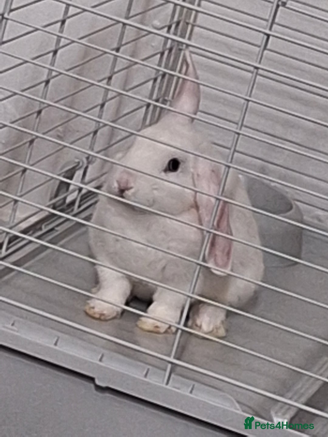 English Lop rabbits for sale: Female white english lop - Image 4