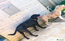 Mixed Breed dogs for sale: Beautiful American bulldog x cane corso puppies - Image 4