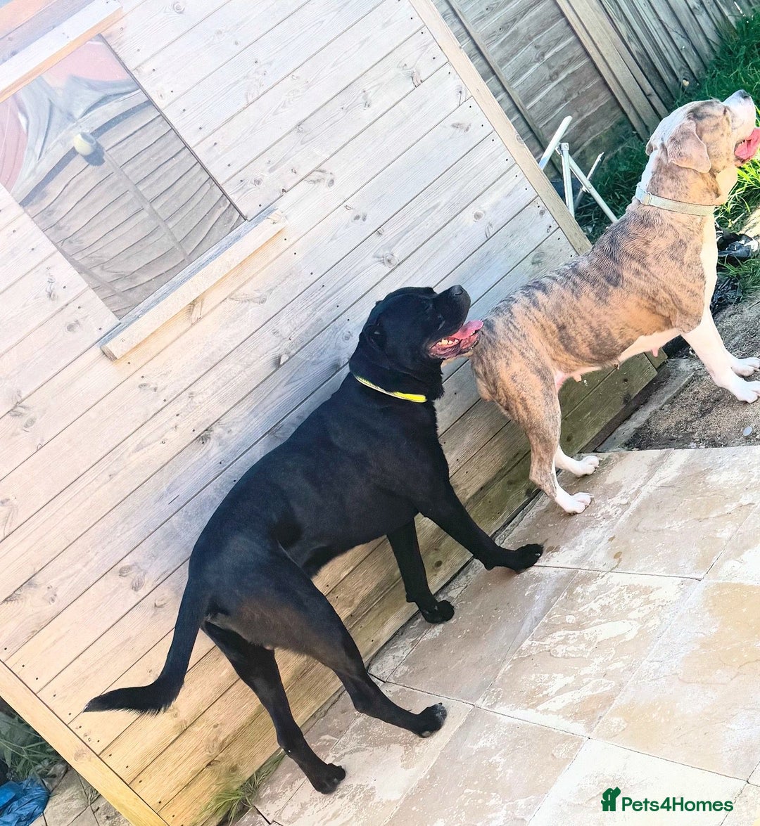 Mixed Breed dogs for sale: Beautiful American bulldog x cane corso puppies - Image 4