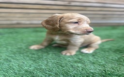 Cocker Spaniel dogs for sale: Beautiful Family-Raised Cockers – Aug 11 Ready - Image 4