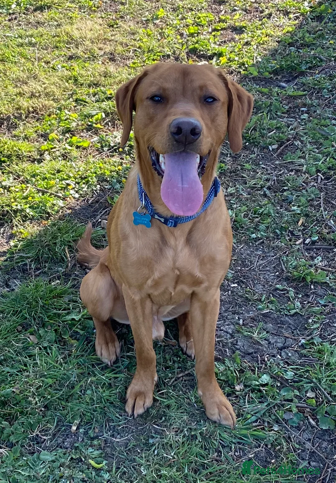 Labrador Retriever dogs for stud: Fully Health Tested Fox Red Labrador for Stud - Advert 6