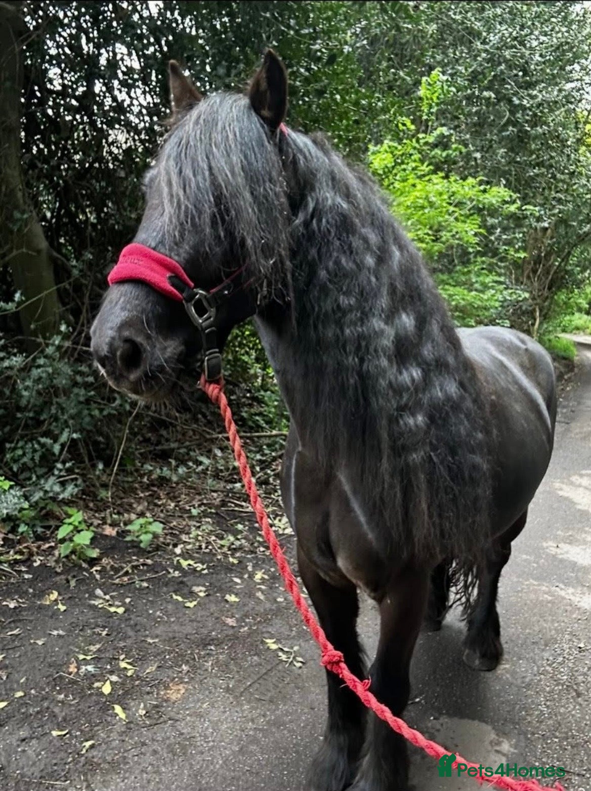 Fell horses Super flashy fell x wpb STUNNING  - Advert 2