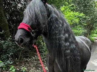 Fell horses Super flashy fell x wpb STUNNING - Advert 2