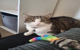 Domestic Shorthair cats for sale: Female domestic shorthair white and tabby - Image 1