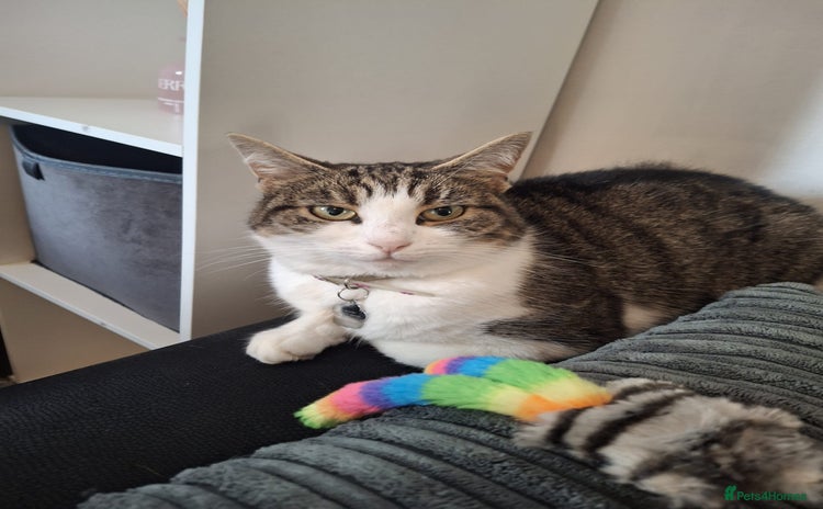 Domestic Shorthair cats - Advert 1