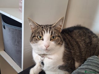 Domestic Shorthair cats - Advert 36