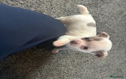 Chihuahua dogs for sale: Full pedigree Chihuahua puppies  - Image 24