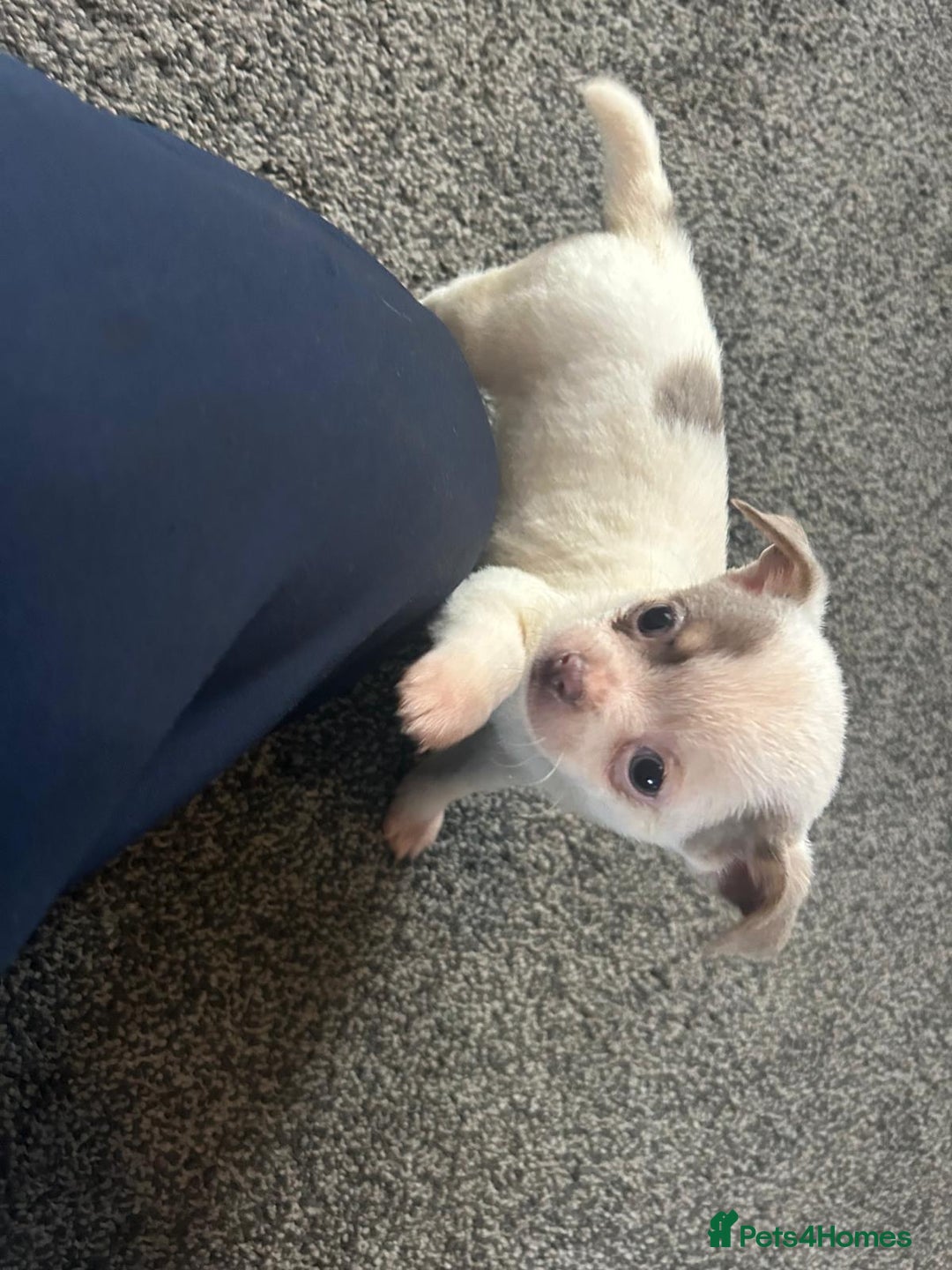 Chihuahua dogs for sale: Full pedigree Chihuahua puppies  - Image 24