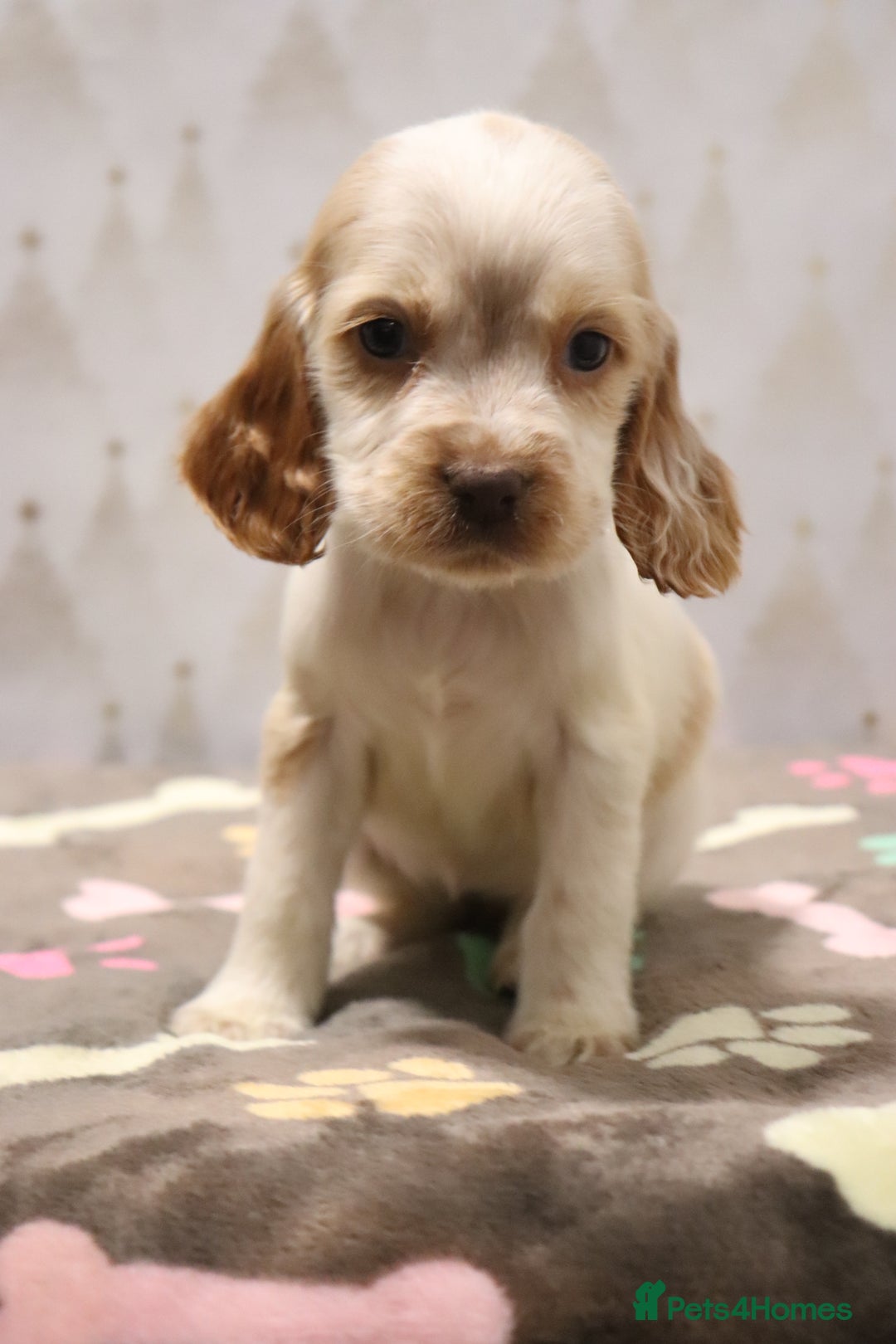 Cocker Spaniel dogs for sale: Fully Health Tested Cocker Spaniel Puppies  - Advert 13