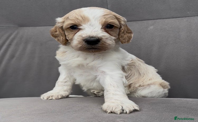 Cockapoo dogs - Advert 5