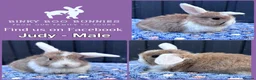 Mini Lop rabbits for sale: Mini Lop Baby Bunnies - Reserve Now - Home 14/09 - Advert 4