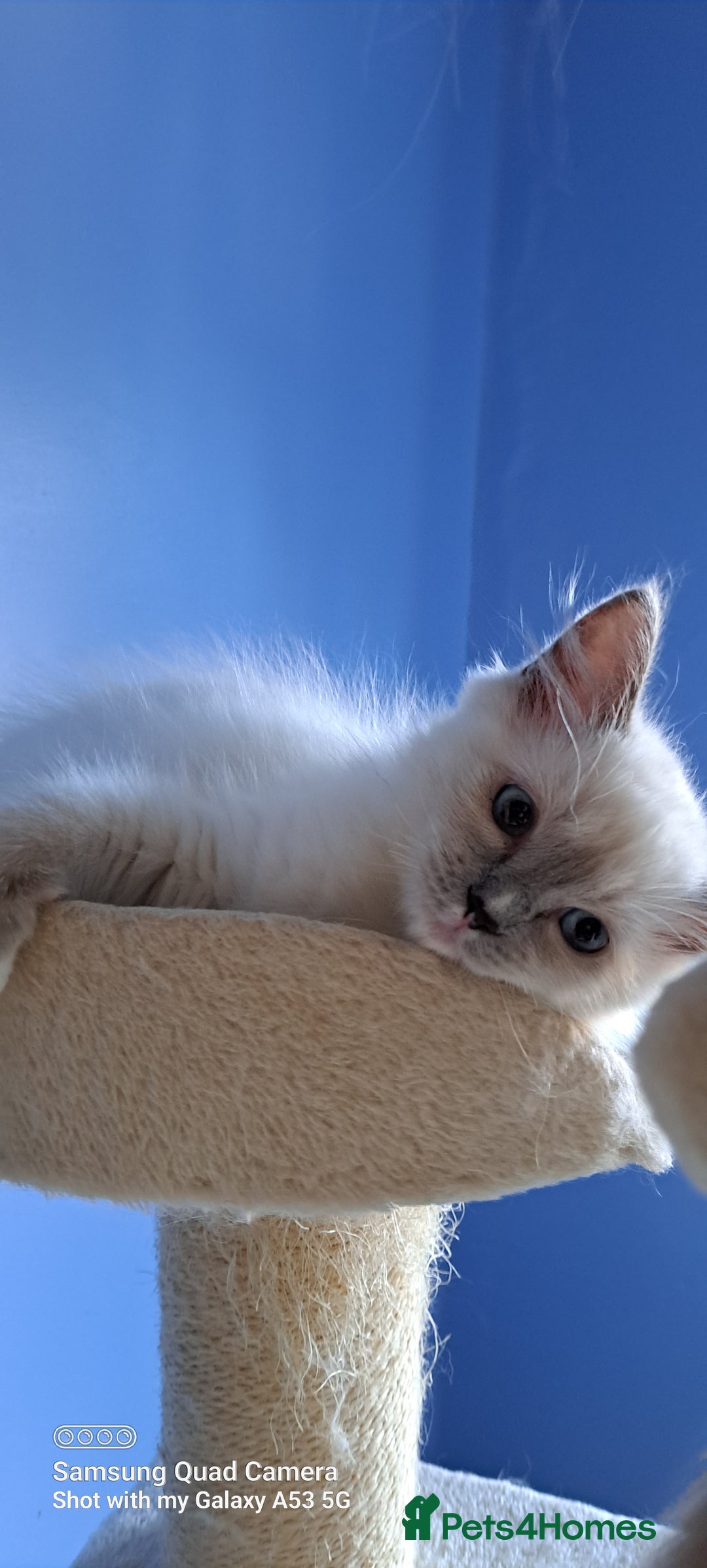 Ragdoll cats for sale: GCCF reg Ragdoll kittens  - Image 3