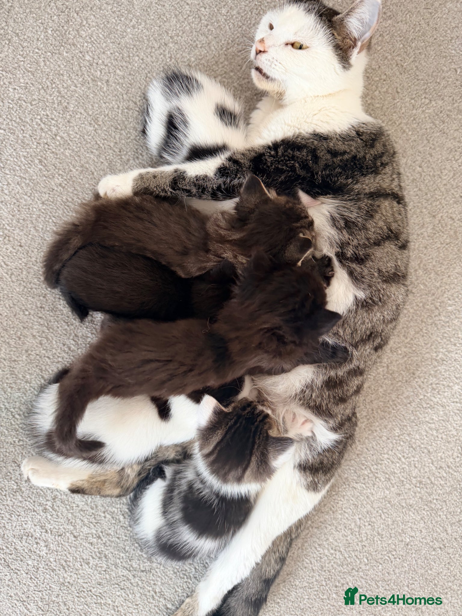 Mixed Breed cats Two little babies looking for their forever homes - Advert 1