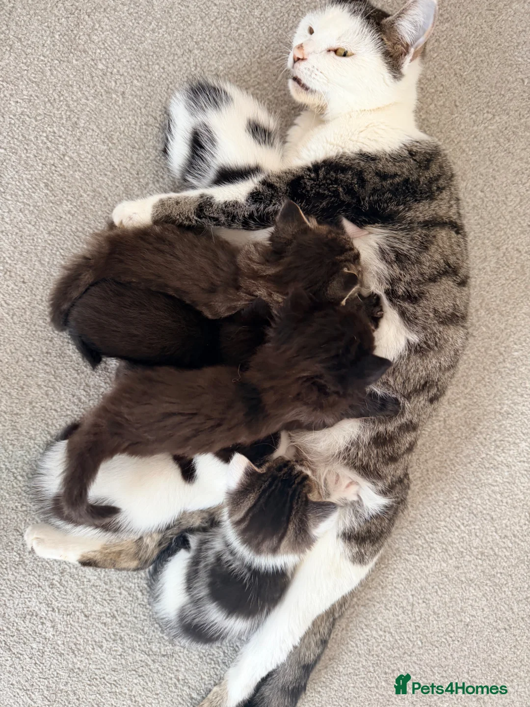 Mixed Breed cats for sale: Two little babies looking for their forever homes - Advert 1