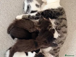 Mixed Breed cats Two little babies looking for their forever homes - Advert 1