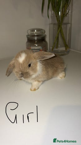 Mini Lop rabbits - Advert 1