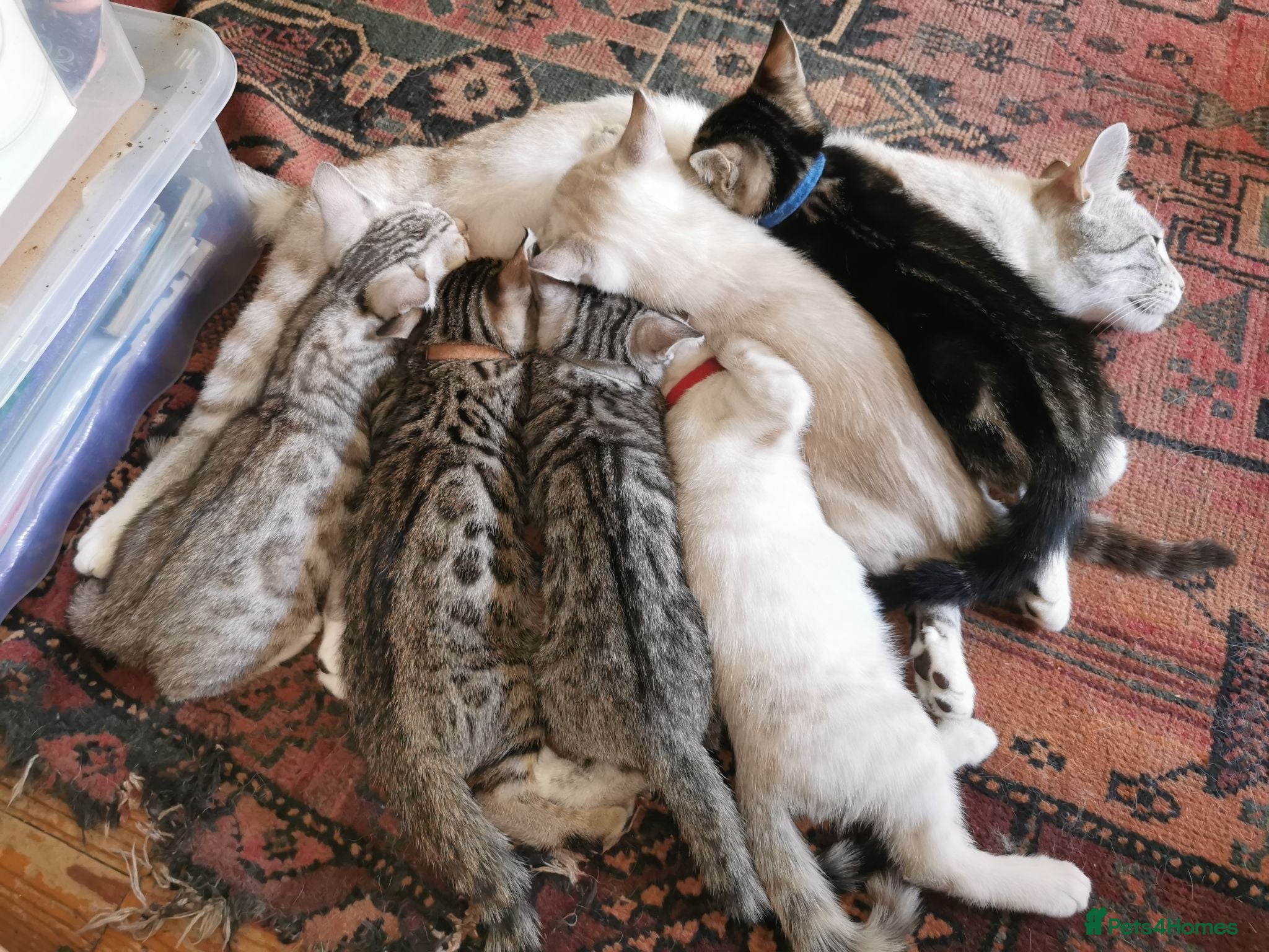 Bengal cats  Silver, Snow & brown Spotted Bengal Kittens - Advert 2