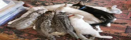 Bengal cats for sale:  Silver, Snow & brown Spotted Bengal Kittens - Advert 4