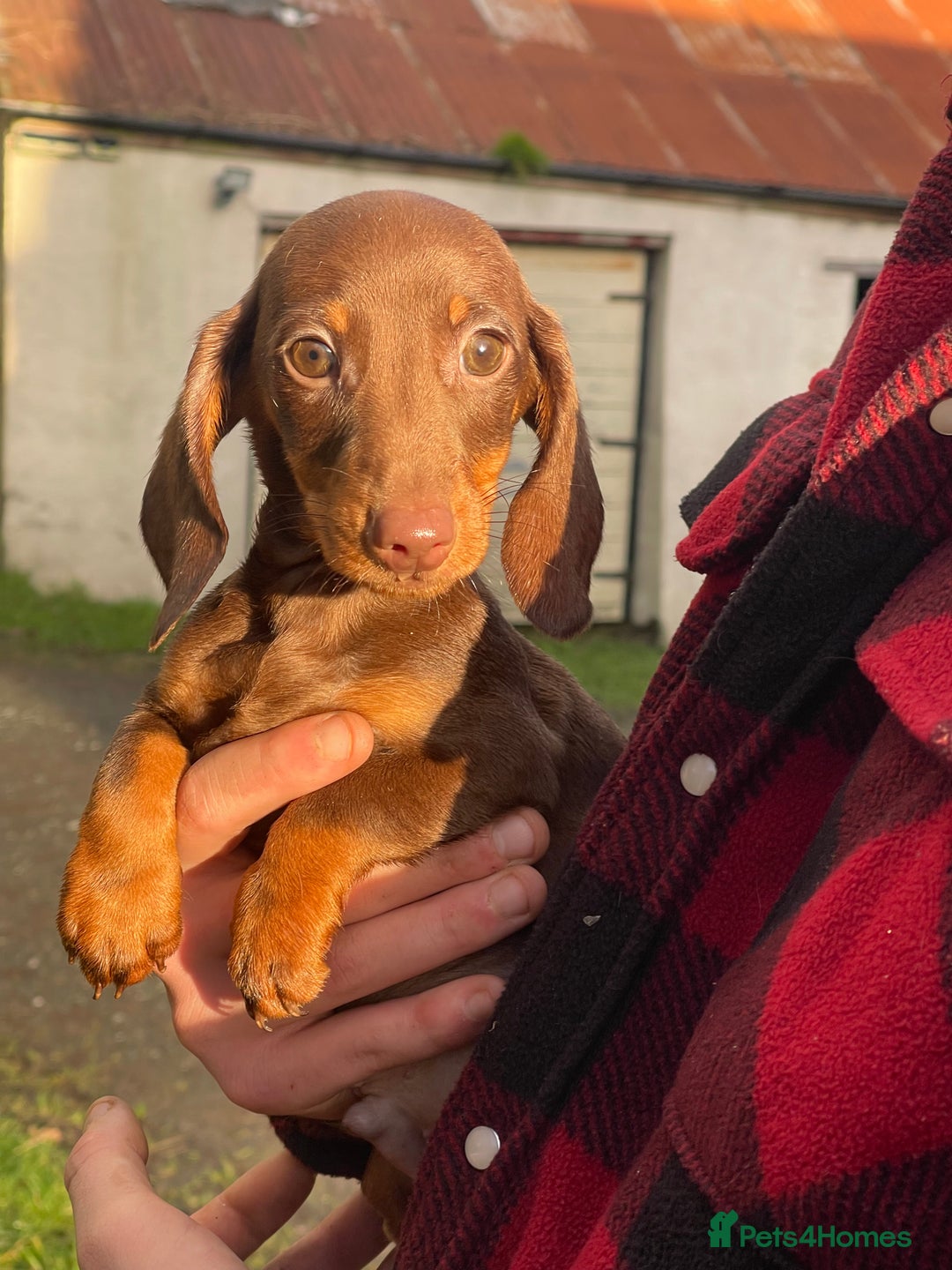 Dachshund dogs for sale: 🐶 Ready to leave 🐶 - Advert 9