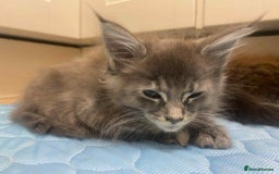 Maine Coon cats for sale: Xl mainecoon kittens full breed non reg  - Image 15