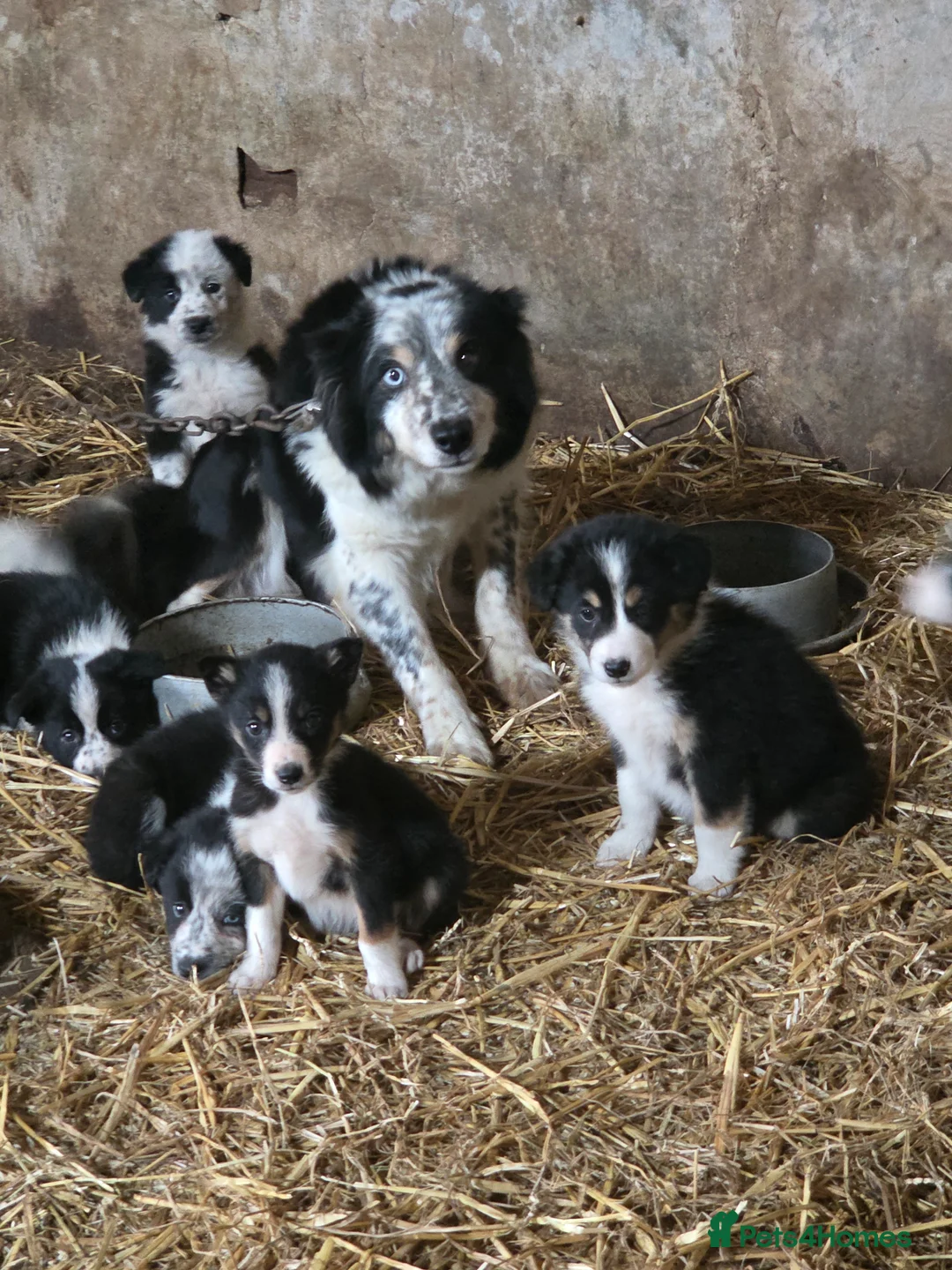 Border Collie dogs for sale: Tri coloured, Border Collie Pups - Advert 12
