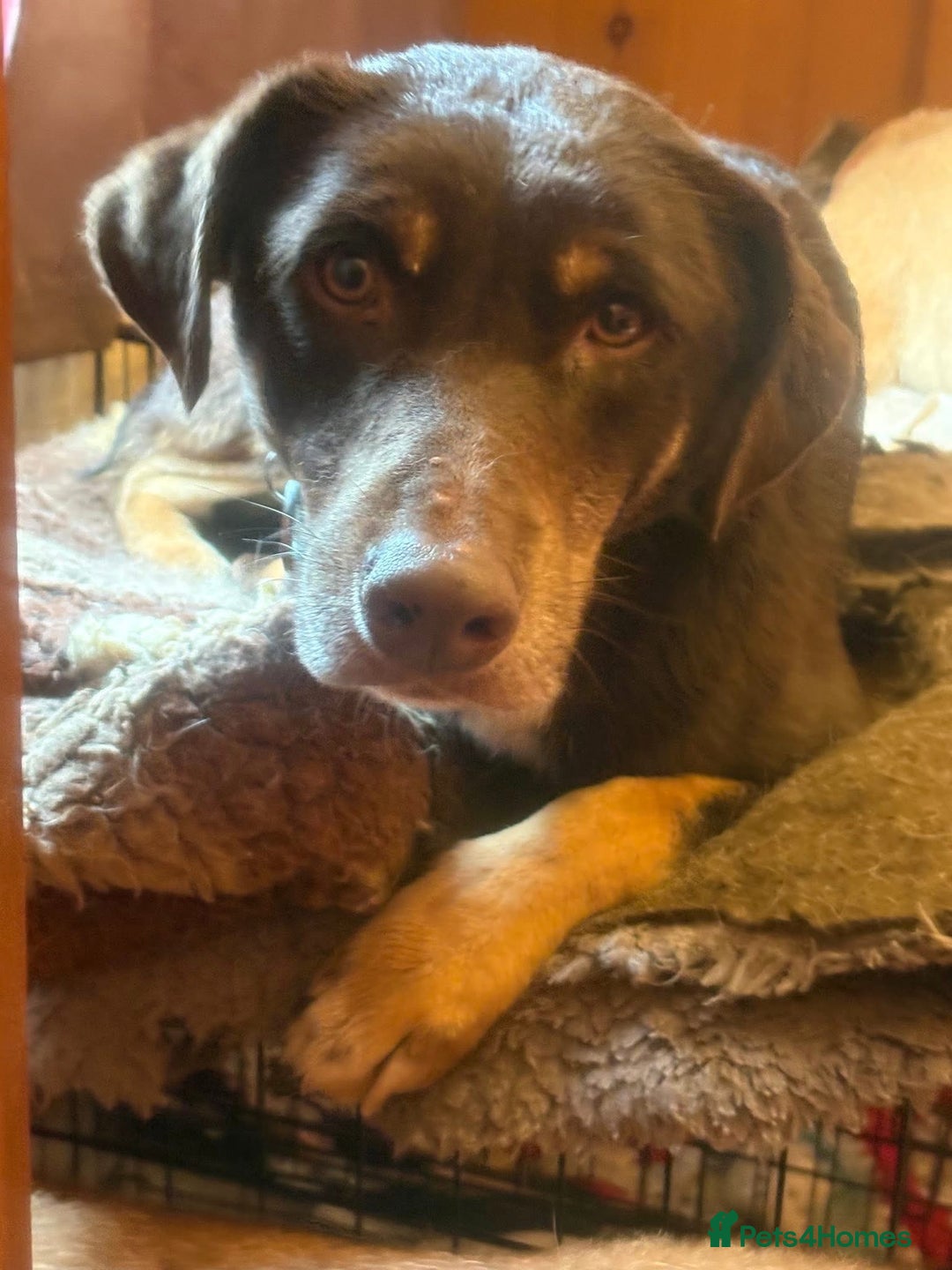 Mixed Breed dogs for adoption: Dobby - Norwich Norfolk  - Advert 9