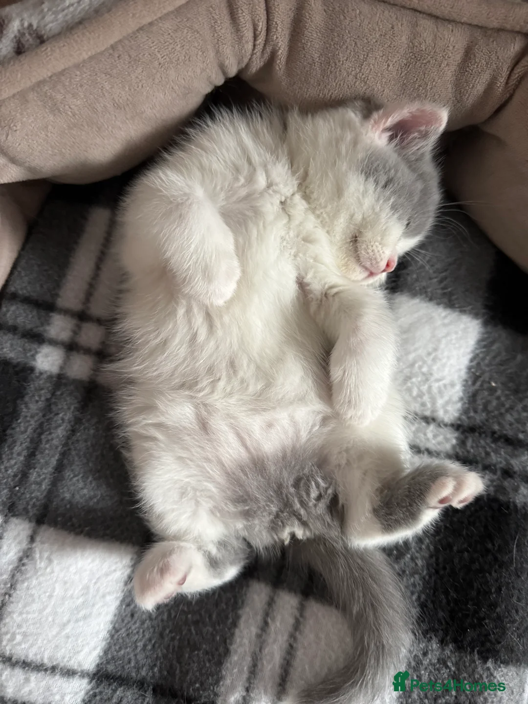 British Shorthair cats for sale: Gorgeous pure pedigree BSH kittens, GCCF reg - Advert 2