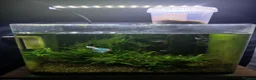 Bettas fish for sale: Fish tank 55 l aqua one  in Whitehaven - Advert 2