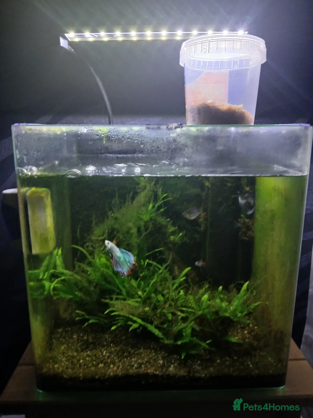 Bettas fish for sale: Fish tank 55 l aqua one  in Whitehaven - Advert 2