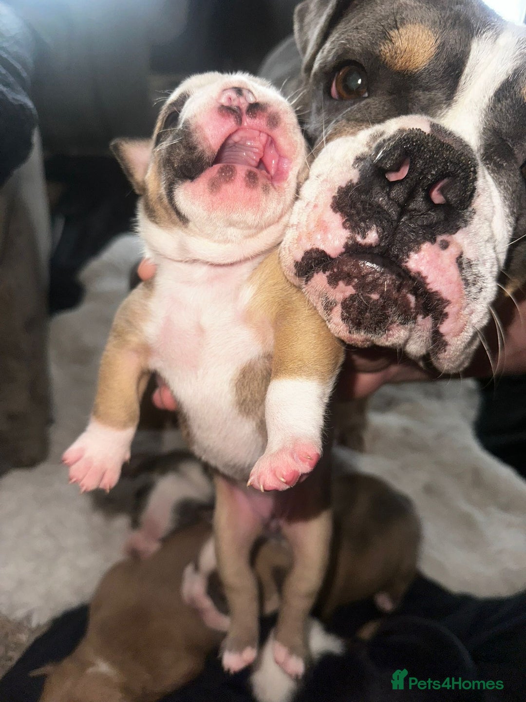 Olde English Bulldogge dogs for sale: Olde English Bulldogge Puppies  - Image 19