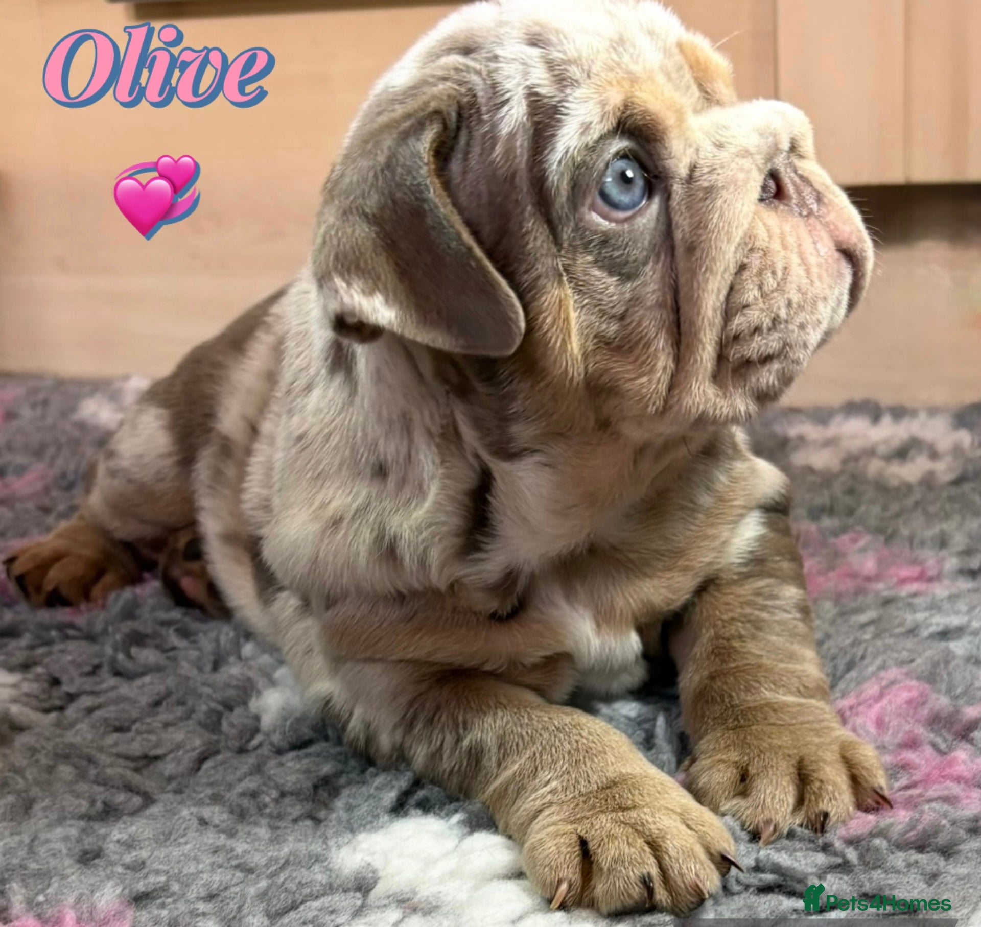 English Bulldog dogs KC Registered EB Pups Fully health Tested Parents  - Advert 1