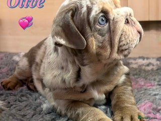 English Bulldog dogs KC Registered EB Pups Fully health Tested Parents - Advert 12