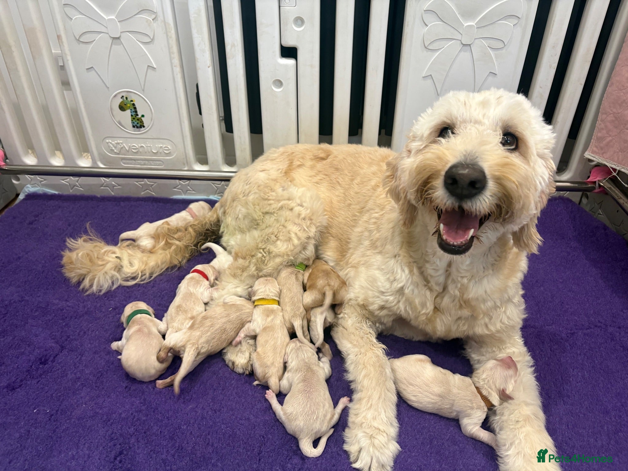 Double Doodle dogs Double Doodle puppies due August 2026 - Advert 1