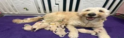 Double Doodle dogs for sale: Double Doodle puppies due August 2026 - Advert 1