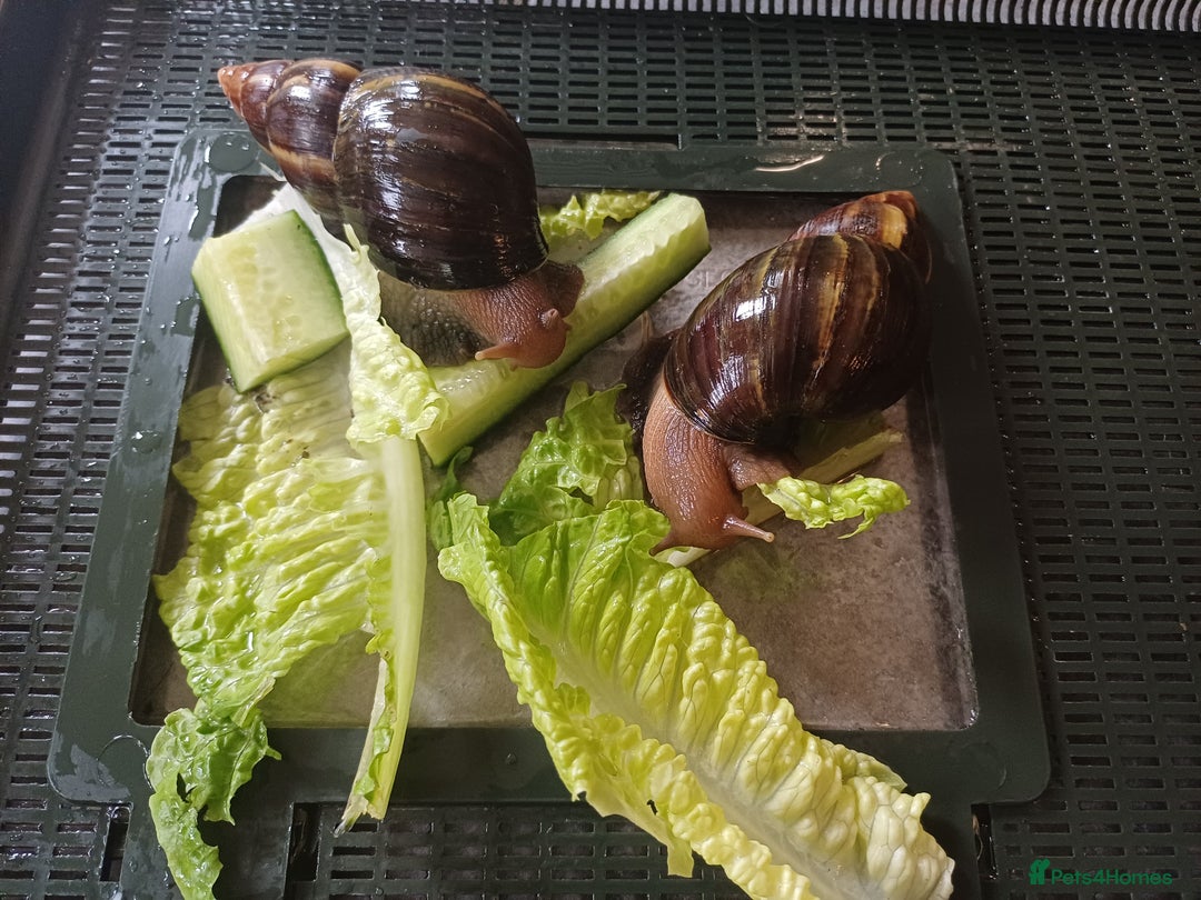 Snails invertebrates for sale: Giant African Land Snails 🐌 🐌  - Image 5
