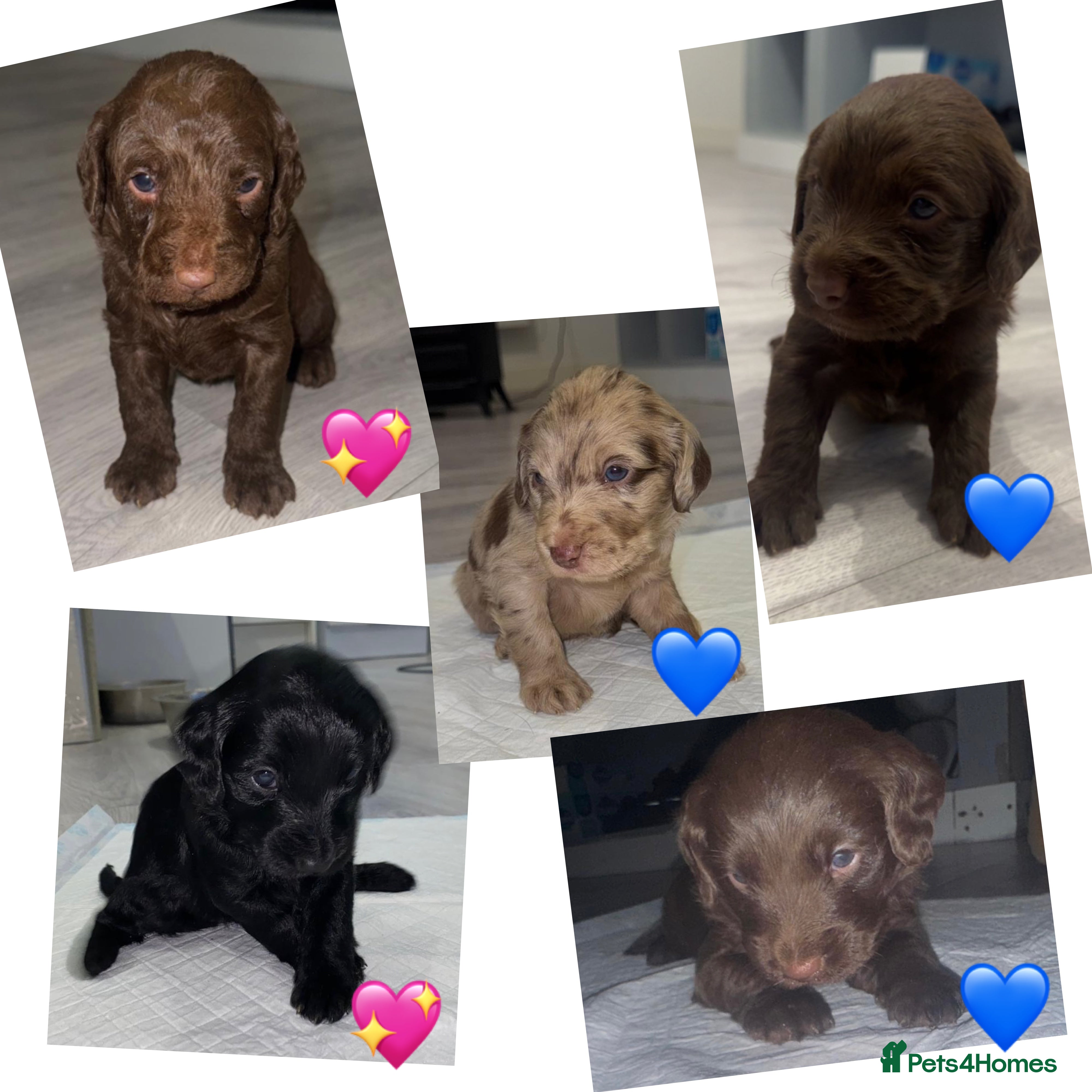 Labradoodle dogs Stunning labradoodle puppies - Advert 9