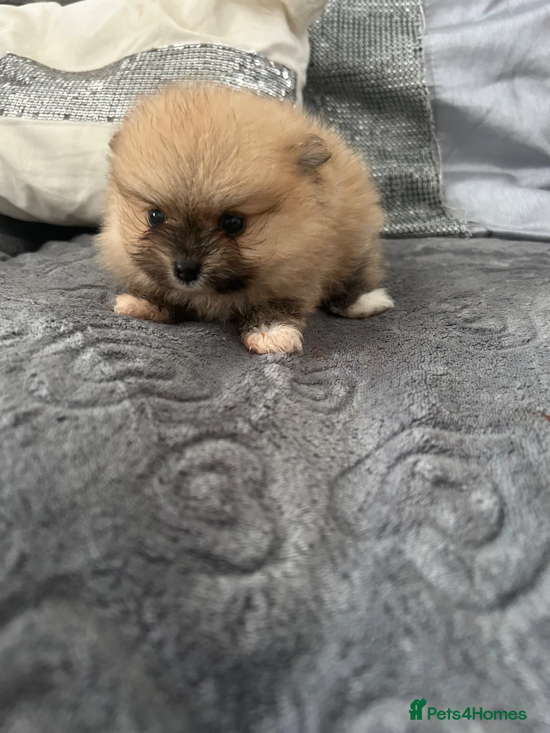 Pomeranian dogs for sale: Beautiful Pomeranian  - Advert 2