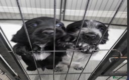 Cocker Spaniel dogs for sale: Cocker Spaniel Puppies  - Image 2