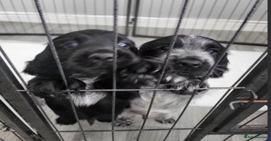 Cocker Spaniel dogs - Advert 3