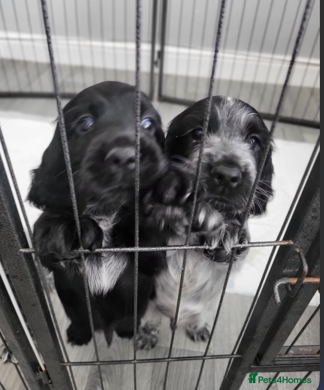Cocker Spaniel dogs for sale: Cocker Spaniel Puppies  - Image 2