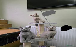 British Shorthair cats for sale: Beautiful British shorthair kittens - Image 34