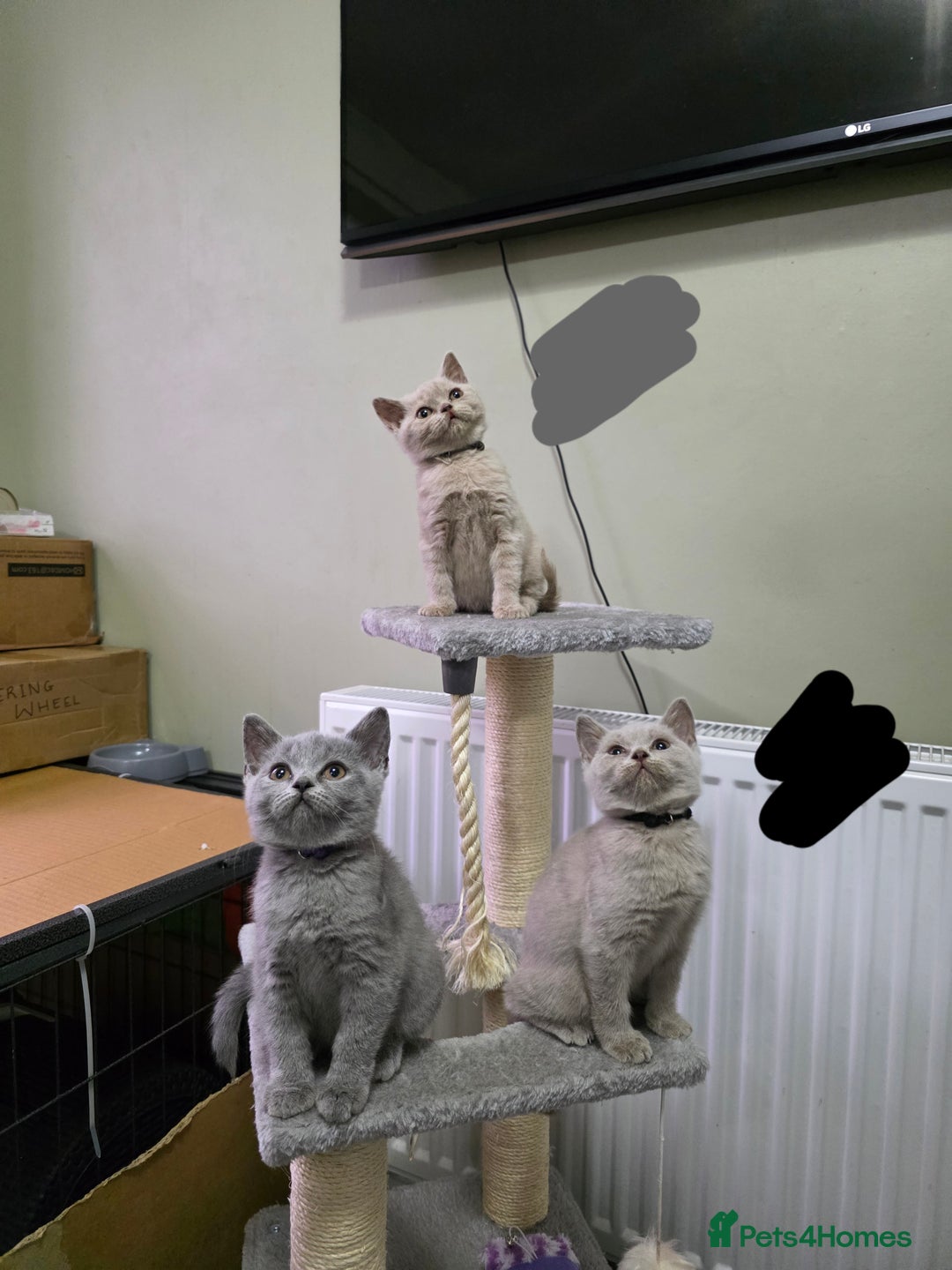 British Shorthair cats for sale: Beautiful British shorthair kittens - Image 34