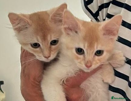 Somali cats GCCF reg'd cream silver/fawn Somali longhair boys - Advert 1