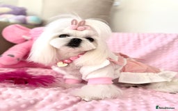 Maltese dogs for sale: 🌟Maltedoll Tiny Korean Maltese KC Reg🌟 - Image 16