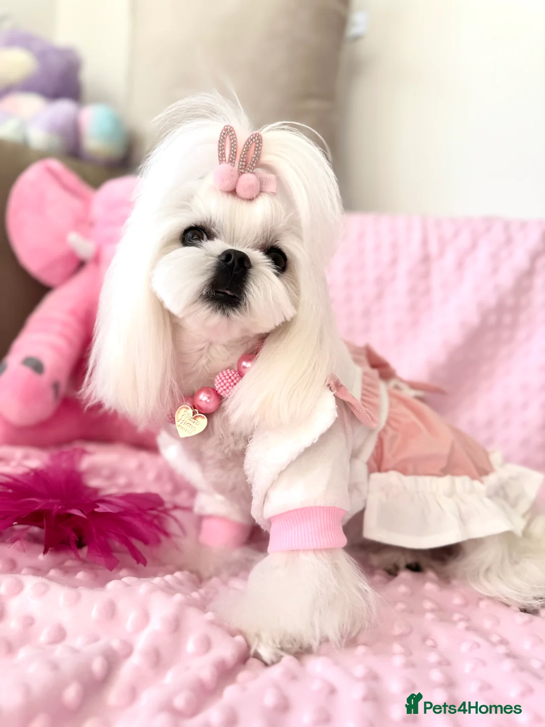 Maltese dogs for sale: 💎Last Boy Full Korean Maltese  Available💎 - Advert 21