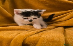 Mixed Breed cats for sale: 4 boys and 2 girls Family-Raised, Well-Socialised  - Image 31