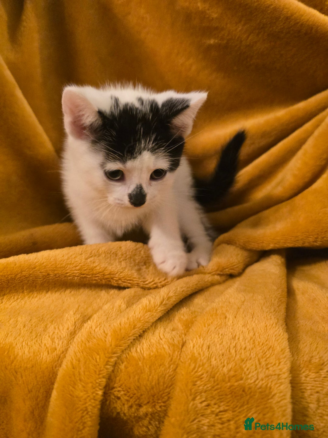 Mixed Breed cats for sale: 4 boys and 2 girls Family-Raised, Well-Socialised  - Image 31
