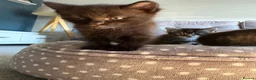 Mixed Breed cats for sale: 3 kittens for sale  - Advert 17