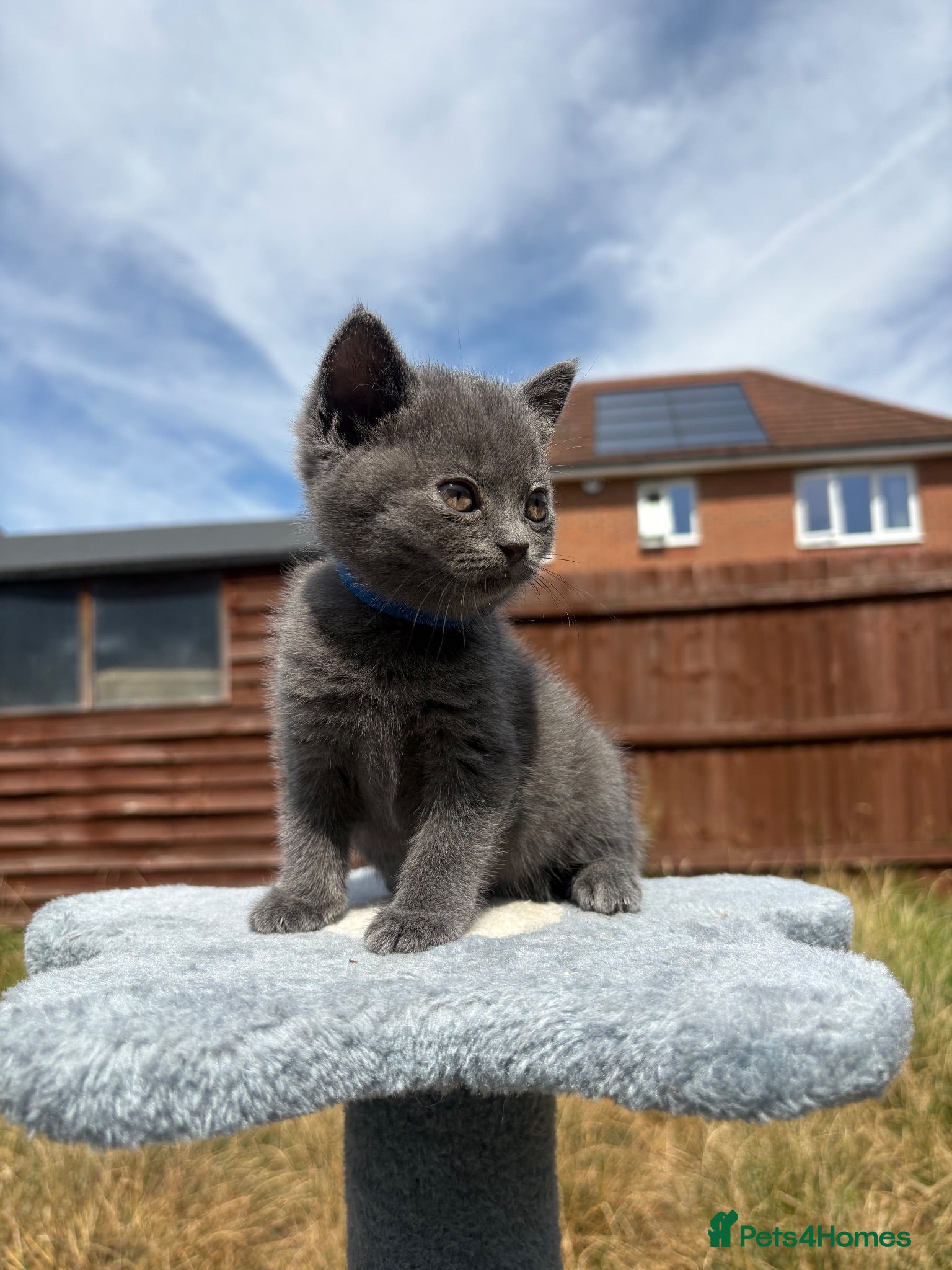 British Shorthair cats Blue & Lilac BSH Mix Kittens – Fold & Straight - Advert 14